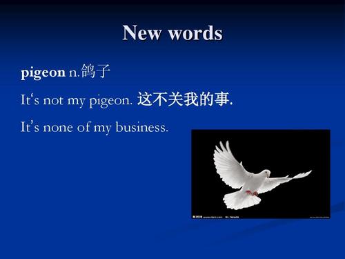 birds是什么意思英语(birds啥意思)